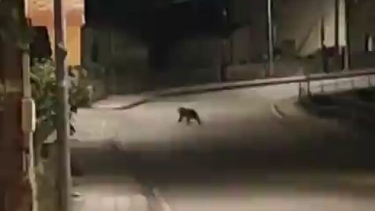 Un osezno corretea por las calles de Toreno del Bierzo, en Le&oacute;n