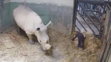 rinoceronte blanco rinoceronte blanco