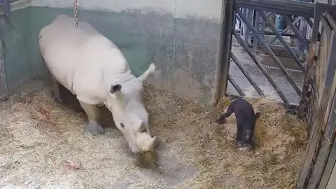 rinoceronte blanco rinoceronte blanco