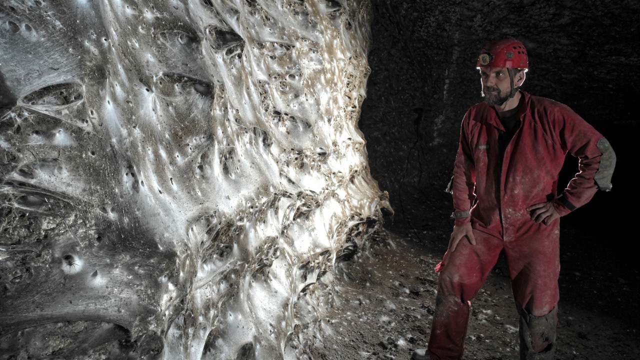 거미 111,000마리 이상, 면적 106제곱미터