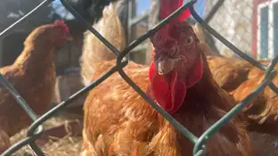 Imagen de archivo de una gallina. Imagen de archivo de una gallina.
