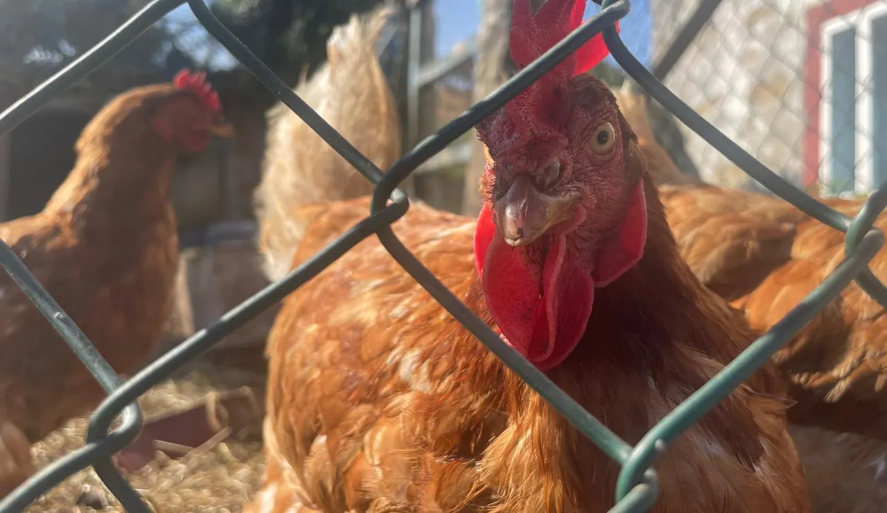 Imagen de archivo de una gallina.