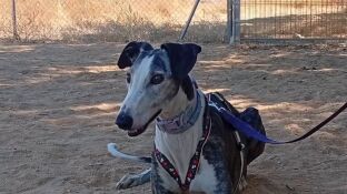 Apu&ntilde;alan con un destornillador a Jara, una galga de 12 a&ntilde;os asaltando una protectora de Huelva