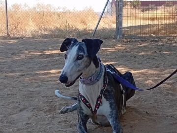 Apuñalan con un destornillador a Jara, una galga de 12 años asaltando una protectora de Huelva