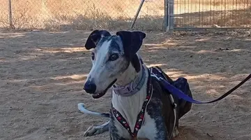 Apuñalan con un destornillador a Jara, una galga de 12 años asaltando una protectora de Huelva Apuñalan con un destornillador a Jara, una galga de 12 años asaltando una protectora de Huelva