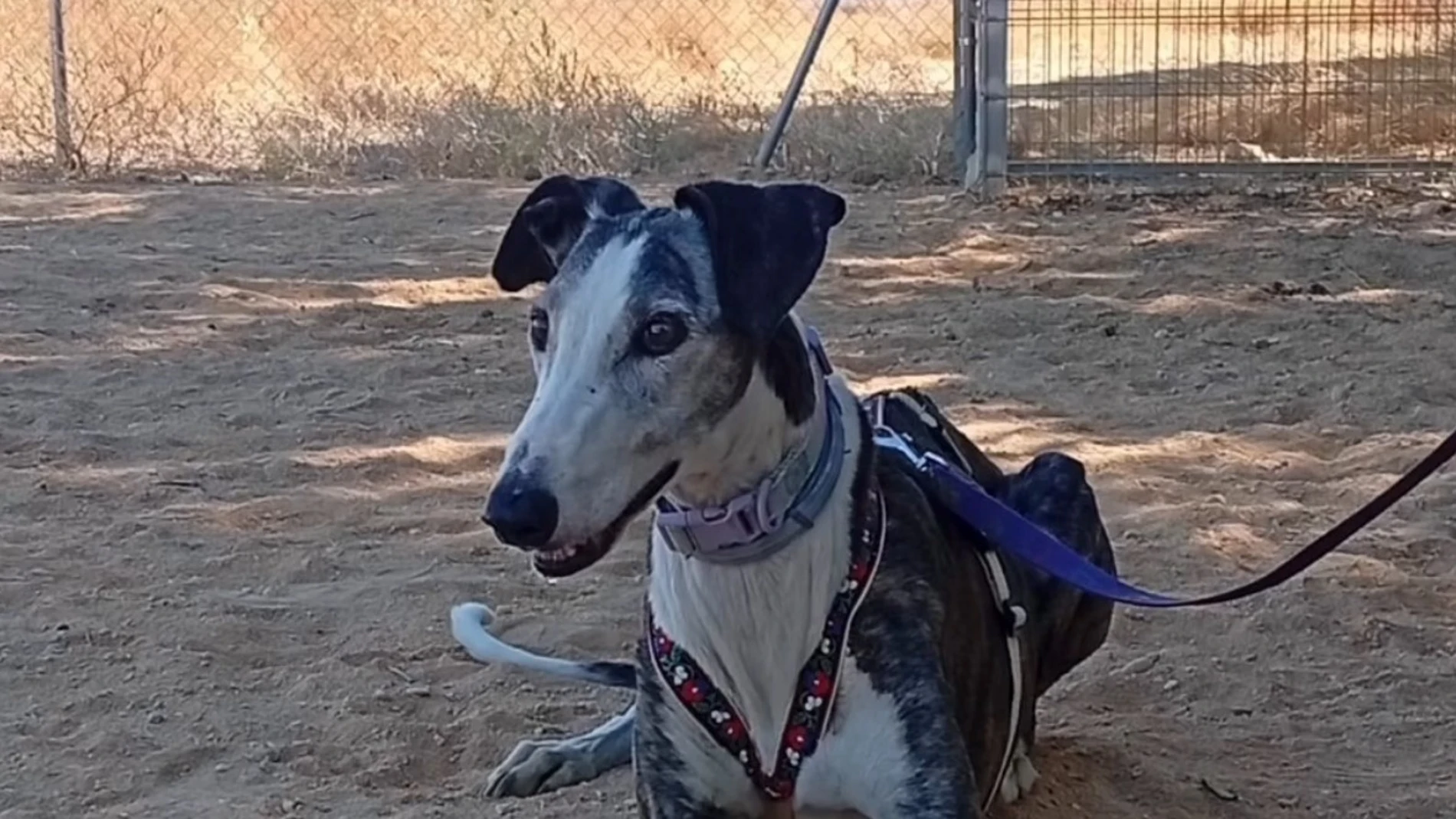 Apuñalan con un destornillador a Jara, una galga de 12 años asaltando una protectora de Huelva Apuñalan con un destornillador a Jara, una galga de 12 años asaltando una protectora de Huelva