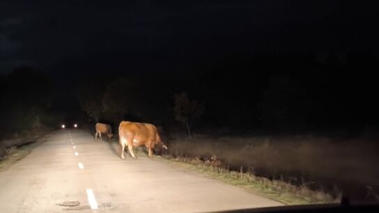 Vacas en Le&oacute;n