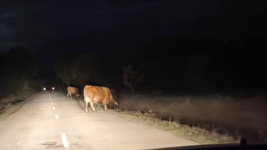Vacas en León Vacas en León