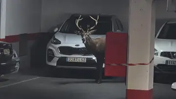 Un ciervo se adentra en Zamora y se cuela en un parking del casco antiguo Un ciervo se adentra en Zamora y se cuela en un parking del casco antiguo