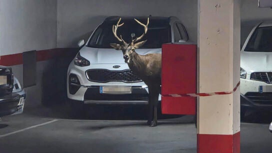 Imagen del ciervo que se ha colado en un parking en Zamora
