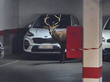 Imagen del ciervo que se ha colado en un parking en Zamora