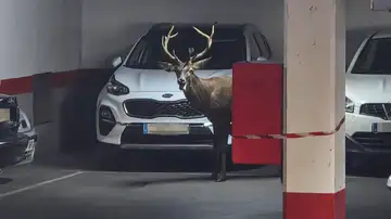Imagen del ciervo que se ha colado en un parking en Zamora Imagen del ciervo que se ha colado en un parking en Zamora