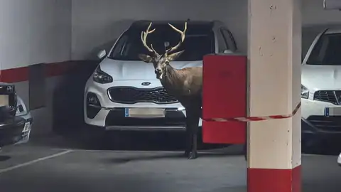 Imagen del ciervo que se ha colado en un parking en Zamora Imagen del ciervo que se ha colado en un parking en Zamora