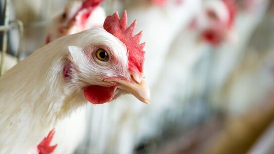 Imagen de archivo de una gallina
