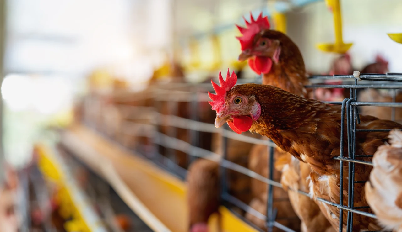 Gallinas en un gallinero