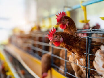 Gallinas en un gallinero 