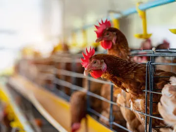 Gallinas en un gallinero Gallinas en un gallinero