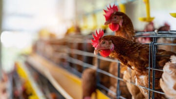 Gallinas en un gallinero 