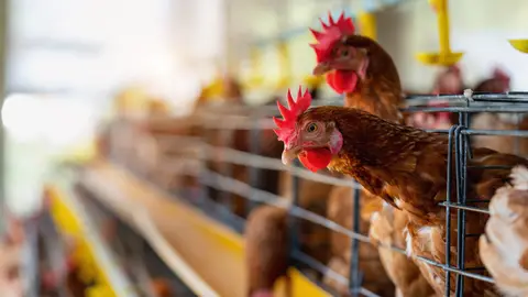 Gallinas en un gallinero Gallinas en un gallinero