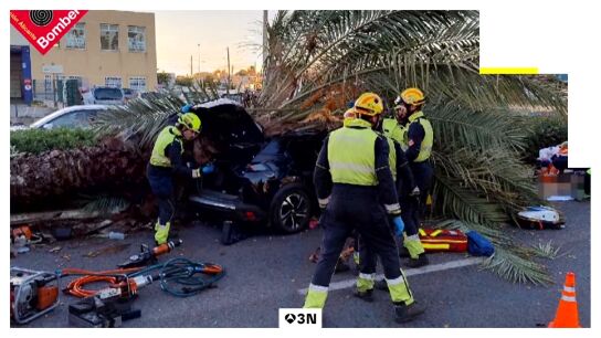 Muere un joven de 22 a&ntilde;os tras caerle una palmera mientras conduc&iacute;a en Torrevieja