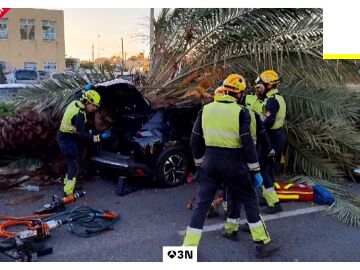 Muere un joven de 22 a&ntilde;os tras caerle una palmera mientras conduc&iacute;a en Torrevieja