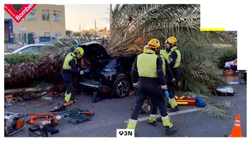 Muere un joven de 22 años tras caerle una palmera mientras conducía en Torrevieja Muere un joven de 22 años tras caerle una palmera mientras conducía en Torrevieja