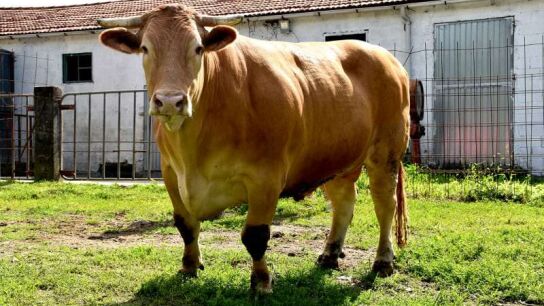 Les presentamos la mejor carne del mundo: el buey de Galicia