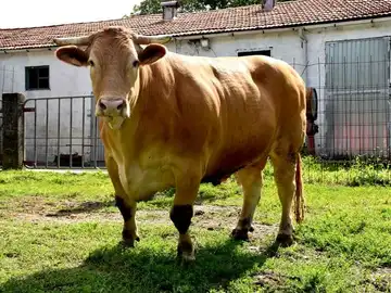 Les presentamos la mejor carne del mundo: el buey de Galicia Les presentamos la mejor carne del mundo: el buey de Galicia