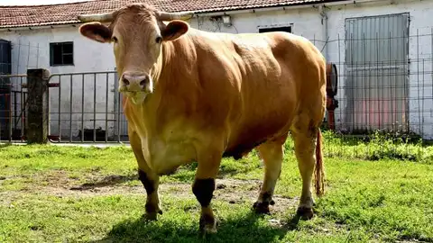 Les presentamos la mejor carne del mundo: el buey de Galicia Les presentamos la mejor carne del mundo: el buey de Galicia