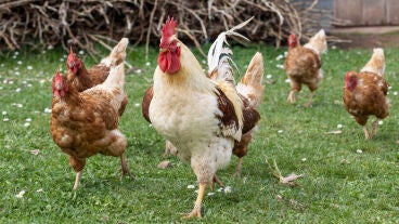 Imagen de un gallo y unas gallinas 