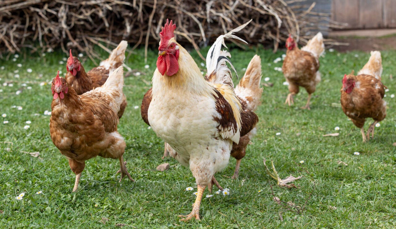 Imagen de un gallo y unas gallinas 