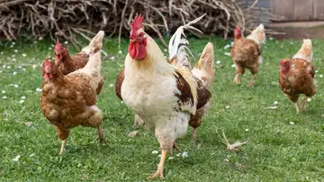 Imagen de un gallo y unas gallinas Imagen de un gallo y unas gallinas