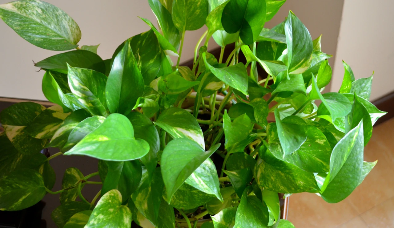 Planta pothos