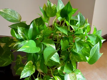 Planta pothos Planta pothos