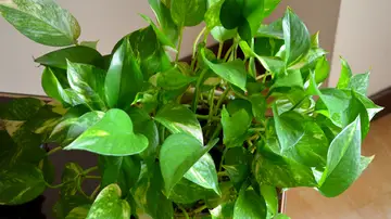 Planta pothos Planta pothos