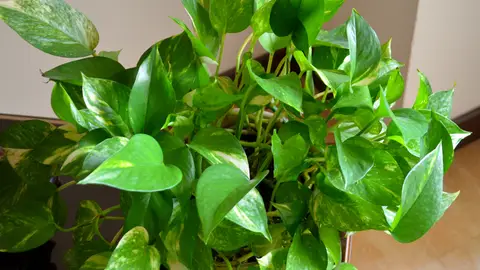 Planta pothos Planta pothos