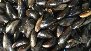 Mejillones