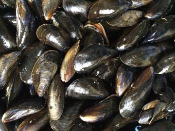 Mejillones