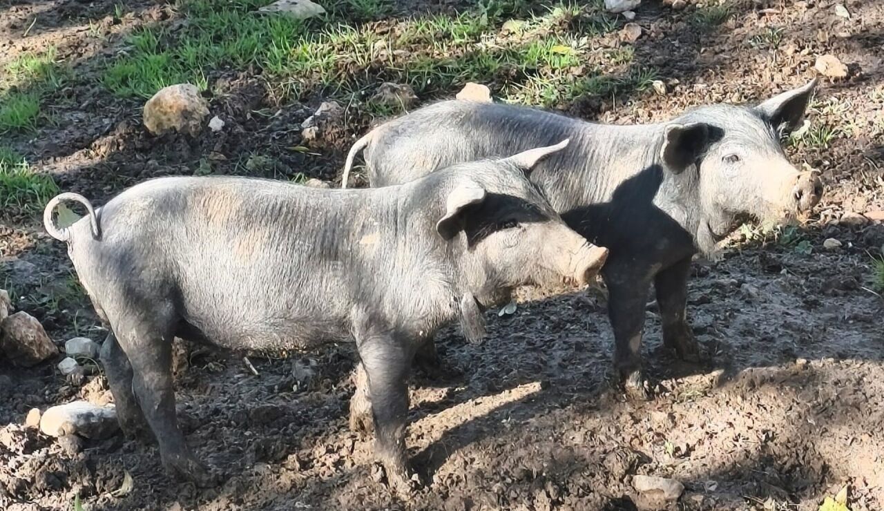 El Govern traslada un mensaje de serenidad ante la peste porcina y recuerda que est&aacute;n activas las medidas de vigilancia
