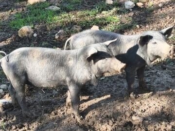 El Govern traslada un mensaje de serenidad ante la peste porcina y recuerda que están activas las medidas de vigilancia