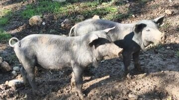 El Govern traslada un mensaje de serenidad ante la peste porcina y recuerda que están activas las medidas de vigilancia El Govern traslada un mensaje de serenidad ante la peste porcina y recuerda que están activas las medidas de vigilancia
