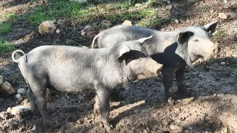 El Govern traslada un mensaje de serenidad ante la peste porcina y recuerda que están activas las medidas de vigilancia El Govern traslada un mensaje de serenidad ante la peste porcina y recuerda que están activas las medidas de vigilancia