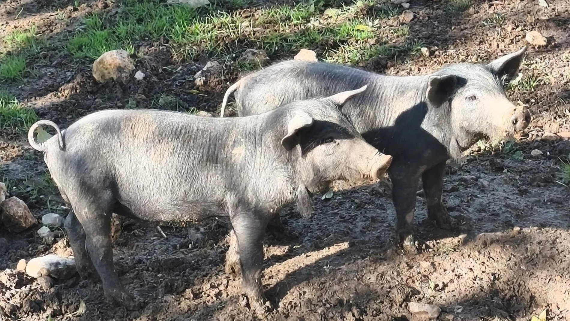 El Govern traslada un mensaje de serenidad ante la peste porcina y recuerda que están activas las medidas de vigilancia El Govern traslada un mensaje de serenidad ante la peste porcina y recuerda que están activas las medidas de vigilancia
