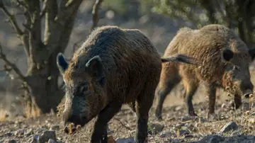 Imagen de archivo de jabalíes Imagen de archivo de jabalíes