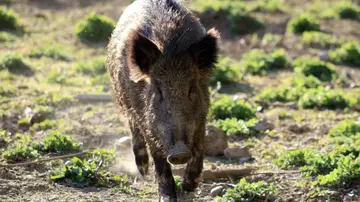 Imagen de un jabalí Imagen de un jabalí