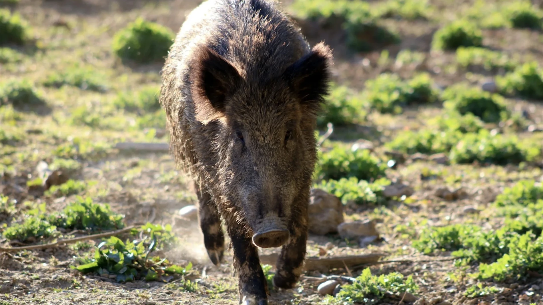 Imagen de un jabalí Imagen de un jabalí