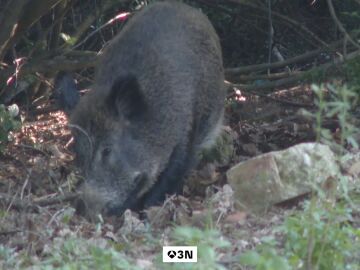 Salvador Illa anuncia una auditor&iacute;a para aclarar si el brote de Peste Porcina pudo originarse en un laboratorio