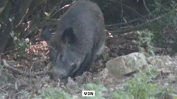 Salvador Illa anuncia una auditoría para aclarar si el brote de Peste Porcina pudo originarse en un laboratorio Salvador Illa anuncia una auditoría para aclarar si el brote de Peste Porcina pudo originarse en un laboratorio