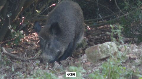 Salvador Illa anuncia una auditor&iacute;a para aclarar si el brote de Peste Porcina pudo originarse en un laboratorio