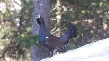 Éxito de reproducción en cautividad del Urogallo, en peligro crítico e extinción Éxito de reproducción en cautividad del Urogallo, en peligro crítico e extinción